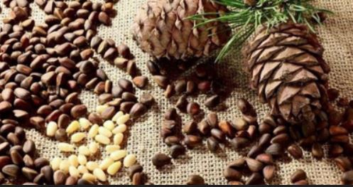 میوه درخت کاج (بسته بندی 100 گرمی)